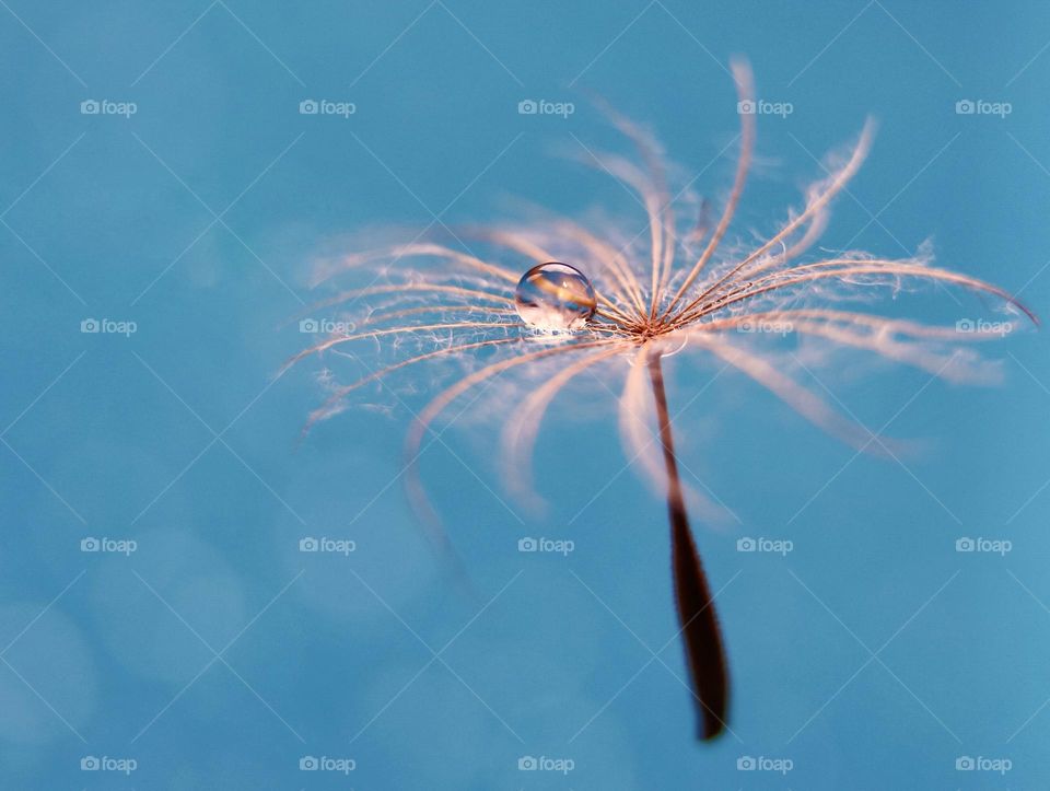 water drop on dandelion