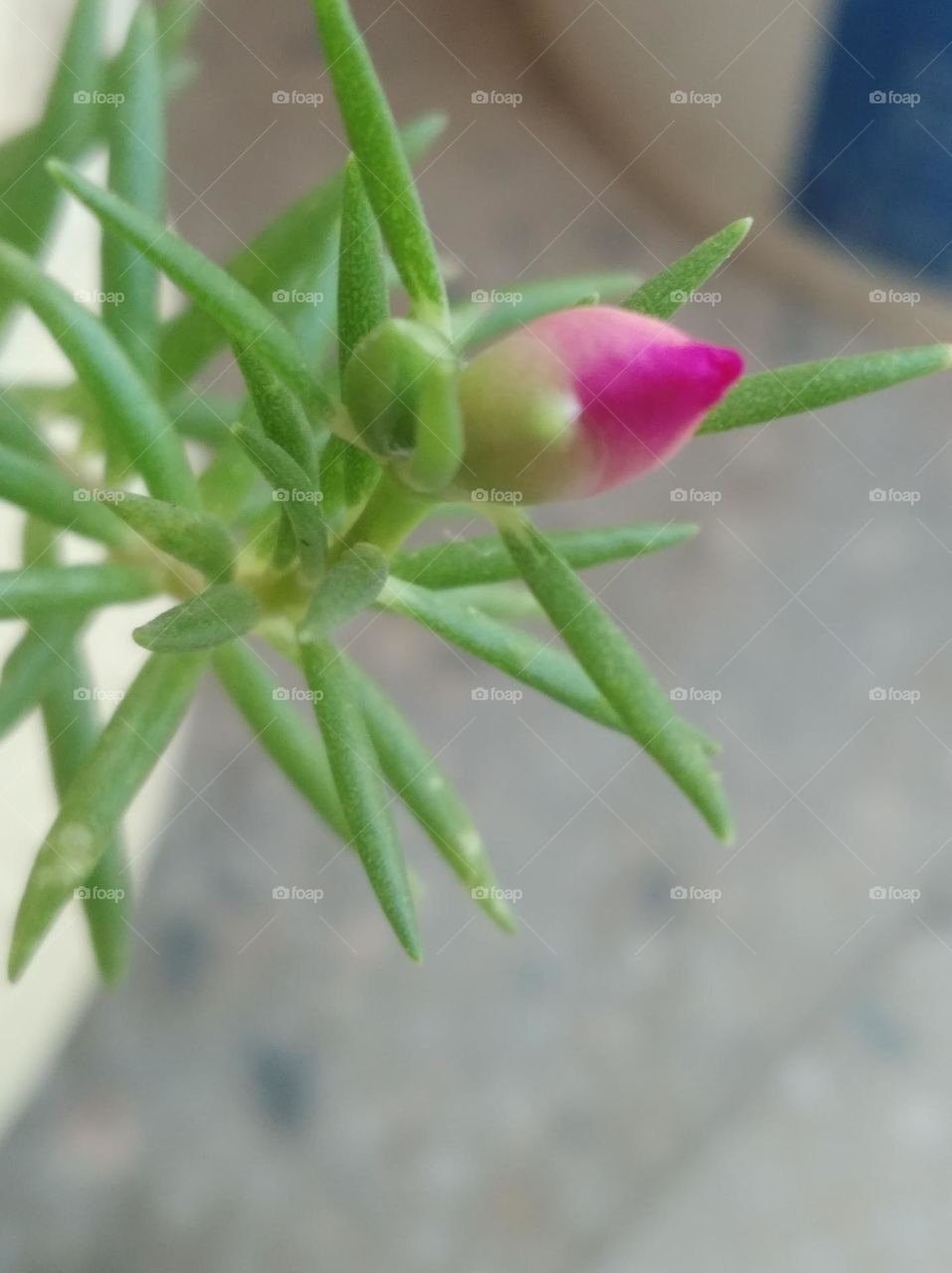 pink flower bud shurb small in size fresh seasonal looking very beautiful generally found everywhere