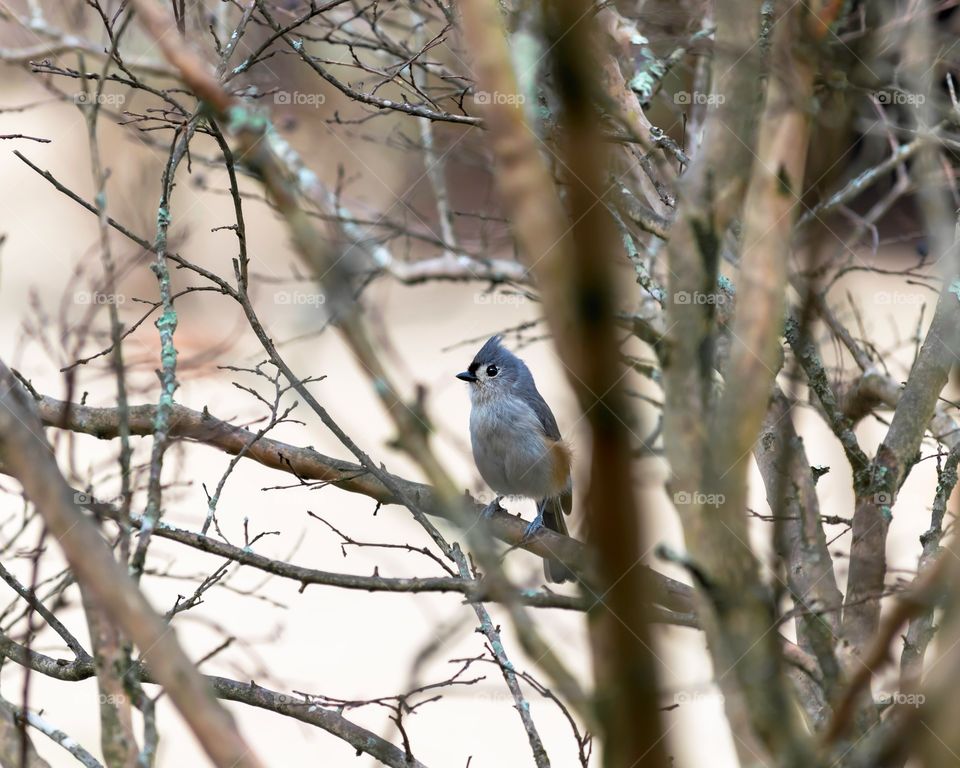 Beautiful Tufted Titmouse