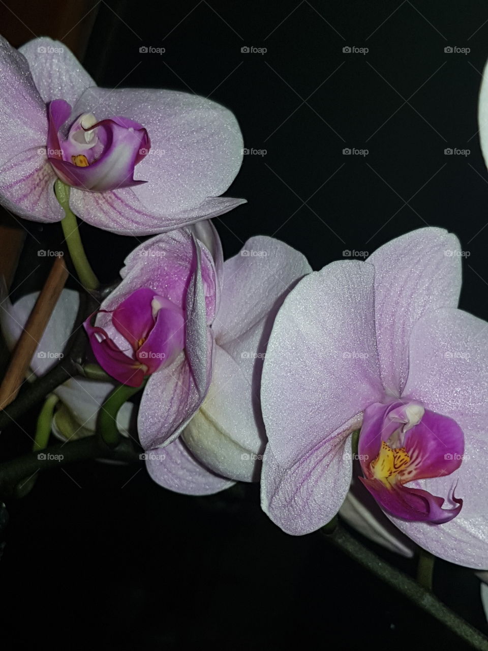 pink orchid