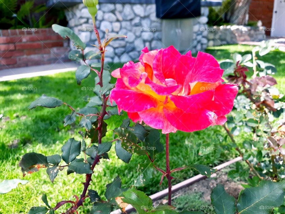 Pretty Rose 