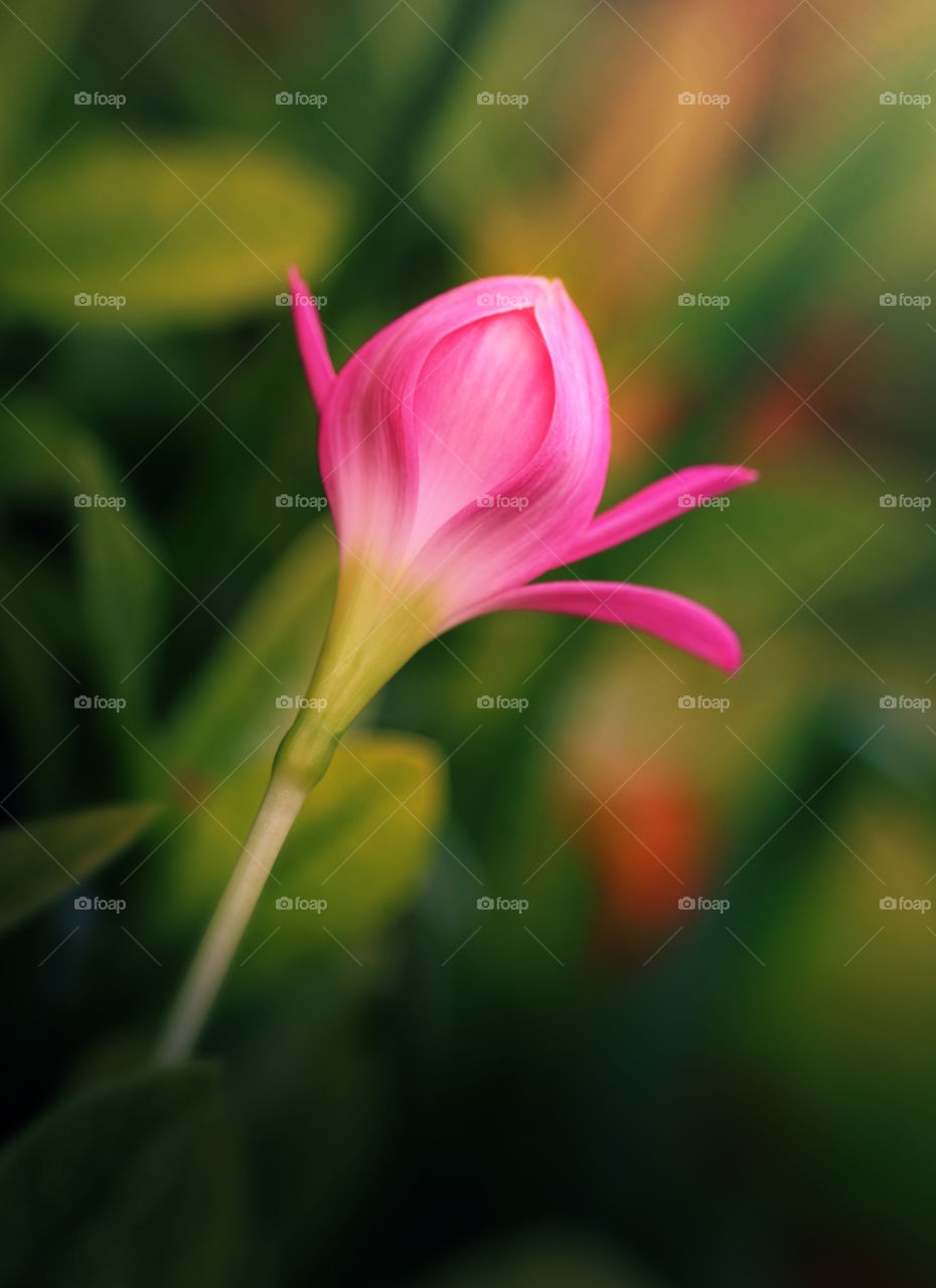 Scepter flower