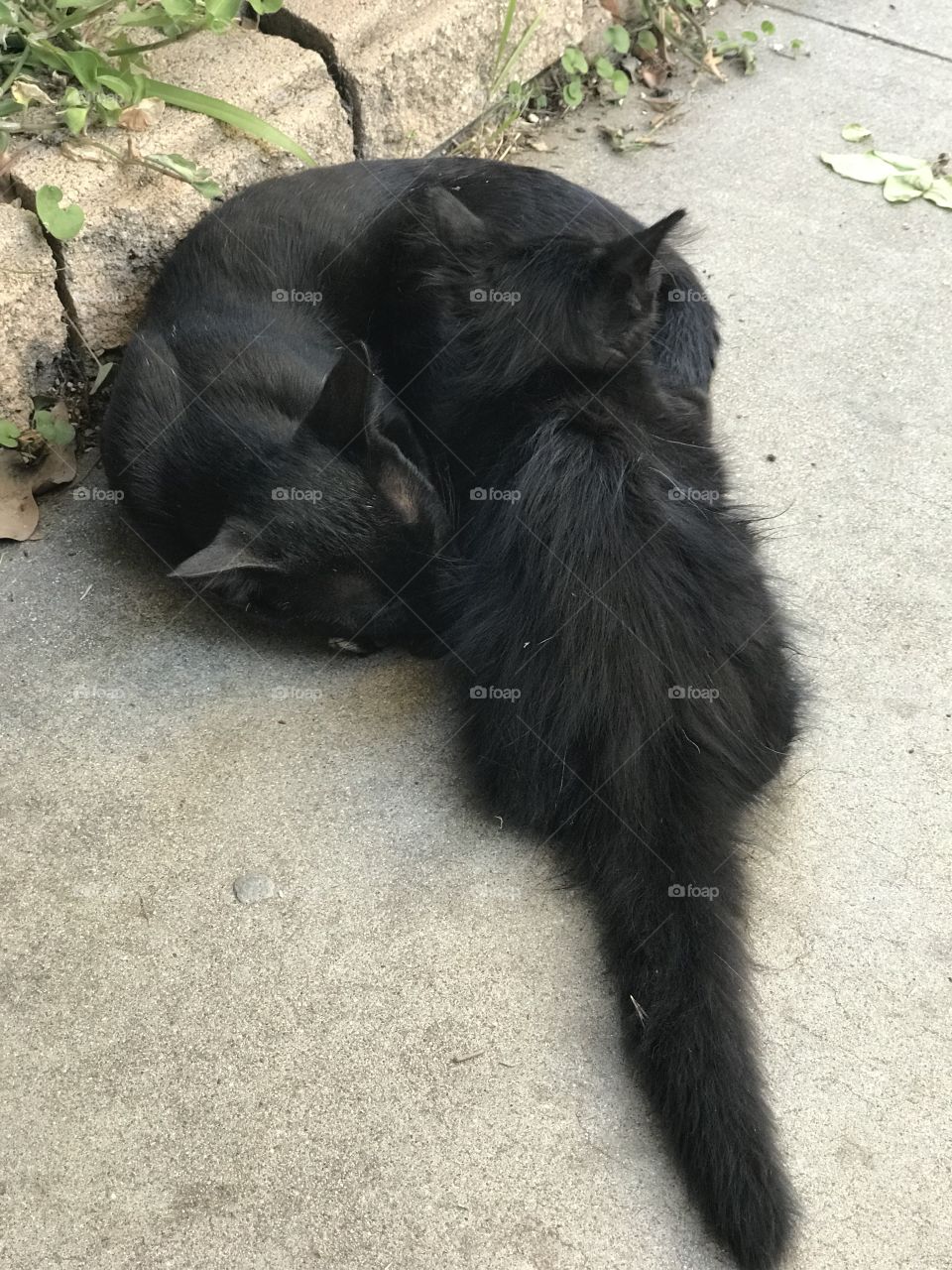 Two Black Cats Sleeping 