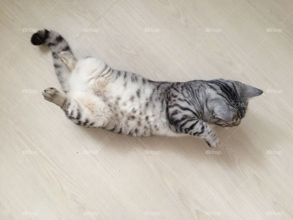 Cat laying on his back