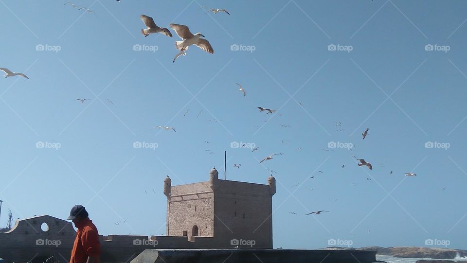 flock seagulls in flight over the  sea near the castle.