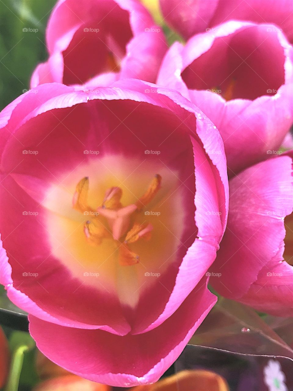 Pink tulips, close-up, shot with iphone 8+ from directly above, focused on the inner layer (shot taken using macro setting via Camera+ app)