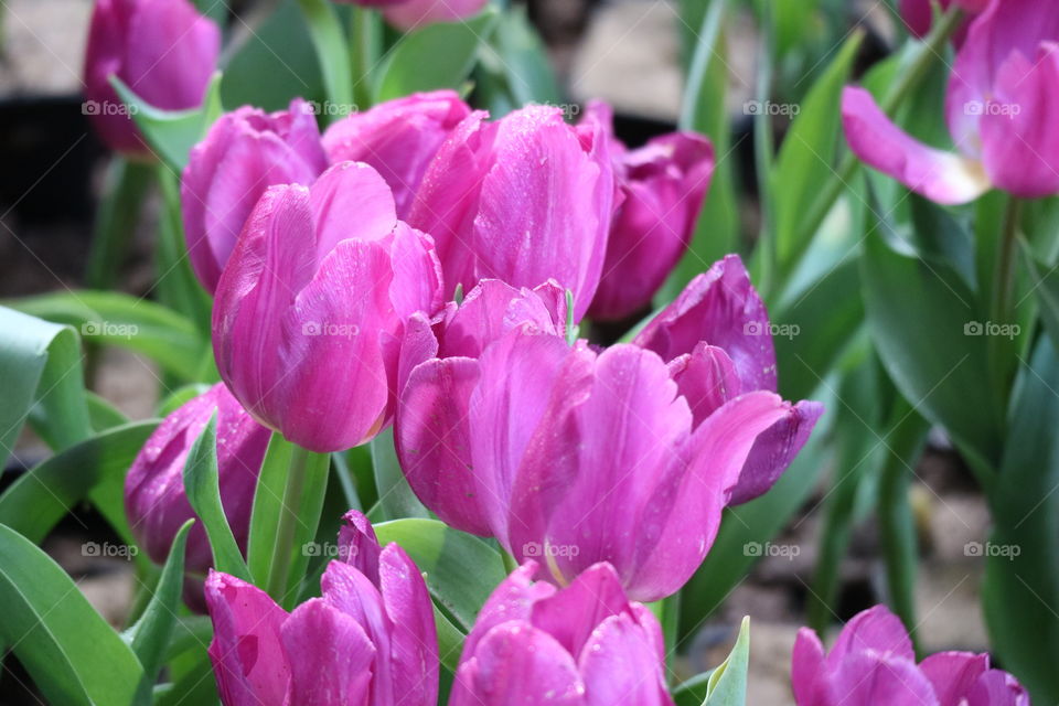beautiful flower