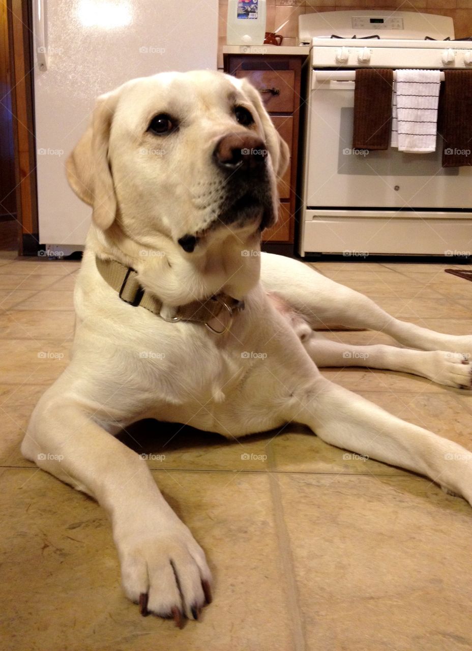 Dog Golden Labrador Purebred. Golden Labrador Laying on Floor   Sitting Up Lab Looking At Camera   100 lb. Dog Canine   Big Giant Dog   Tan Lab in Color   Kitchen Floor   Stove In Photo   Family Dog   Love