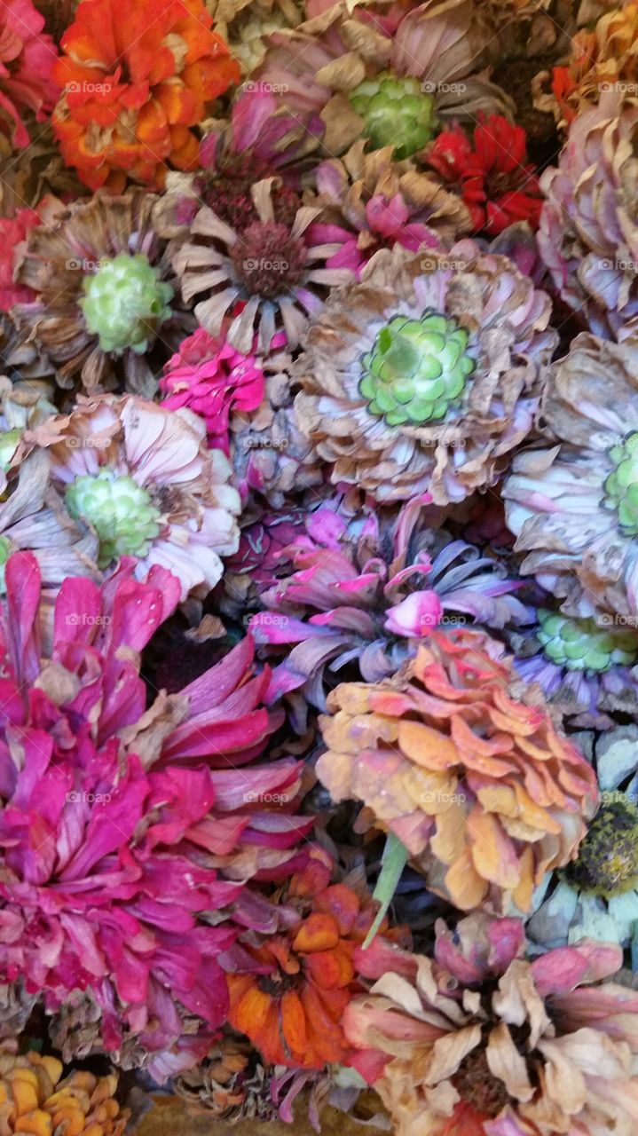 zinna Harvest