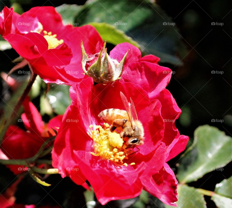 close up of a honey bee gathering pollen from a red flower - plant. insect and plant life