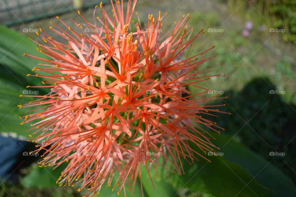 flower in the garden