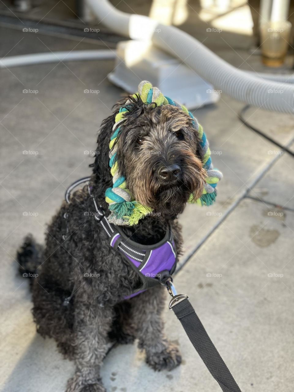 Indy and her beloved rope, what a cutie!