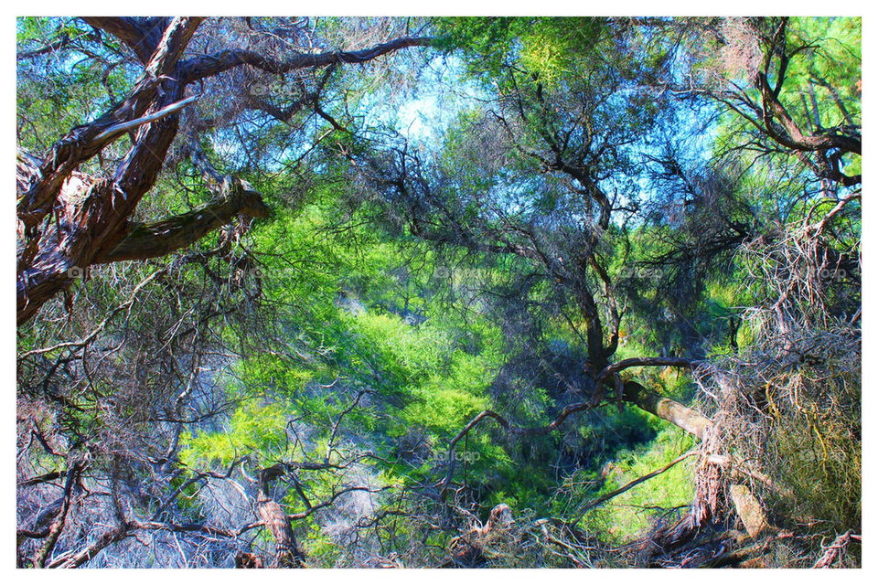 Green trees in the sky