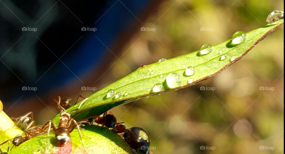 A close up of ants on a flower bud in our garden.