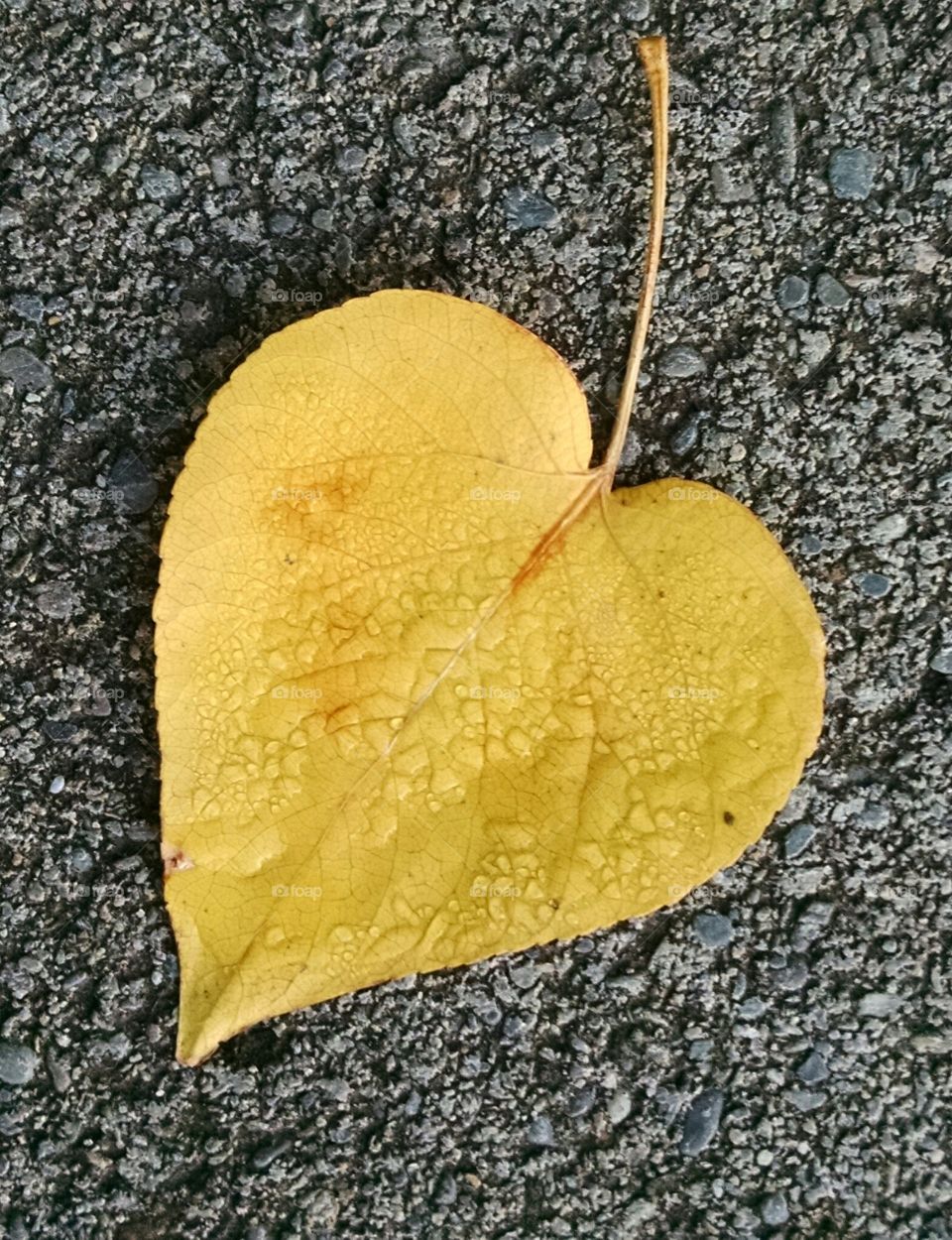 God's Love is everywhere! Leaf it here!