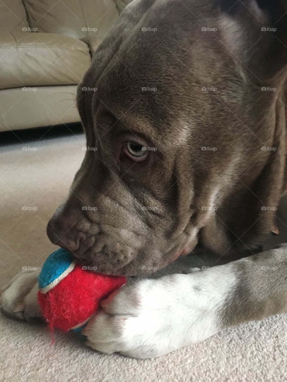 Puppy with his ball 