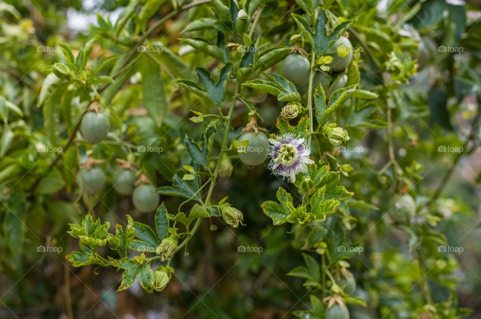 one of the most unique and beautiful flowers before it becomes the fruit, passion fruit flower in full bloom. Spring has sprung!