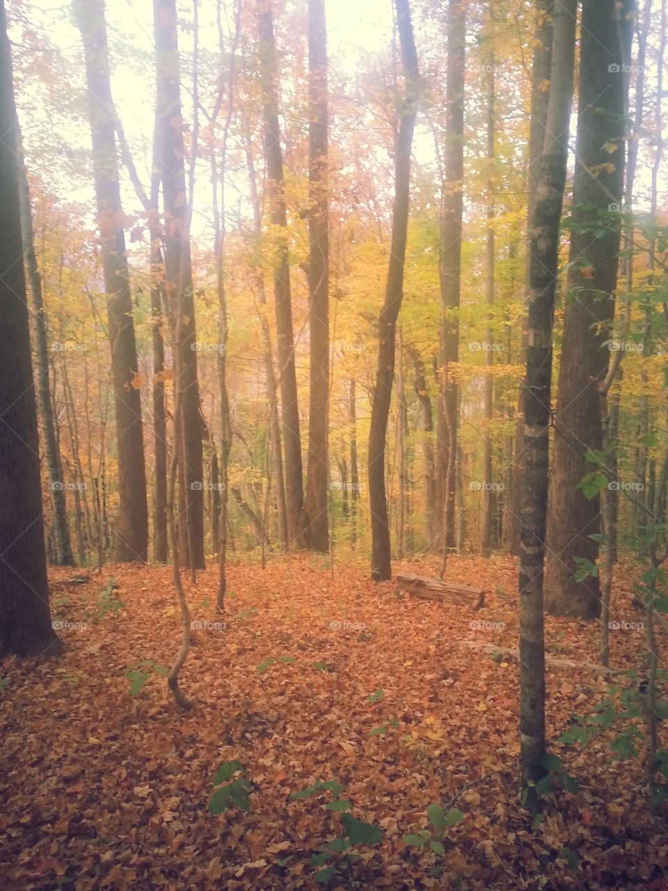 Autumn stroll