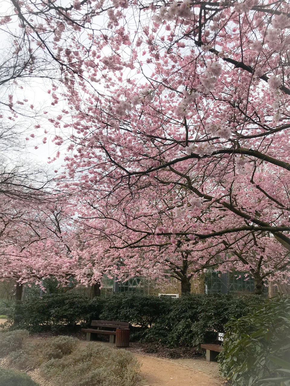 Chinese cherry blossom tree