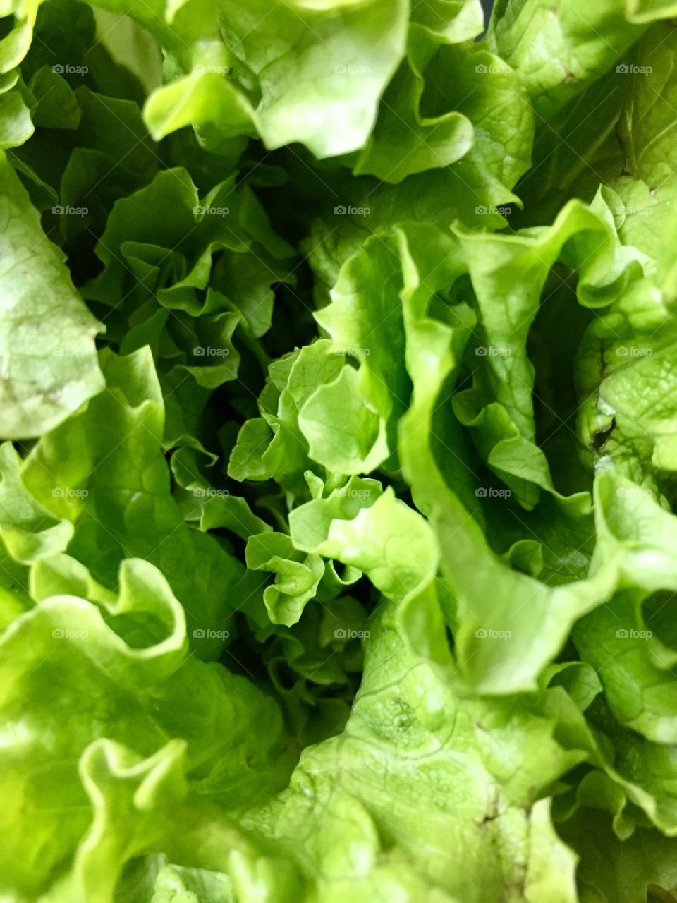 Green Color Story - top of Romaine lettuce leaves 