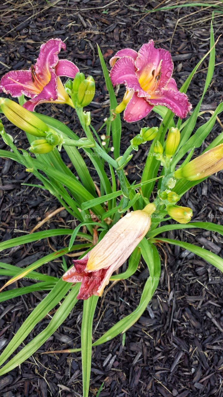 High angle view pink flower