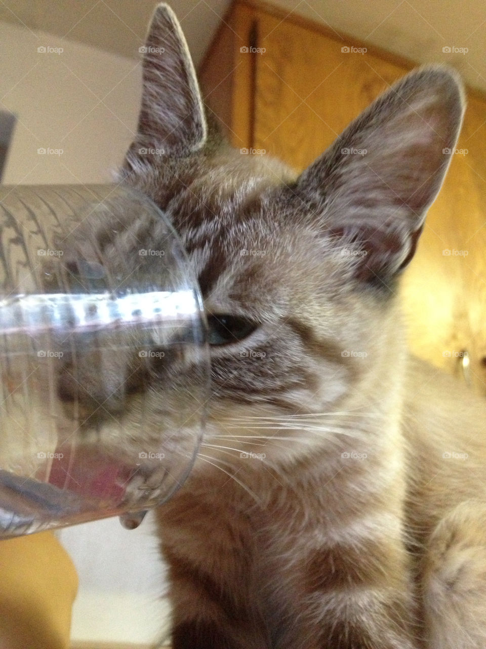 glass water cat mammals by analia