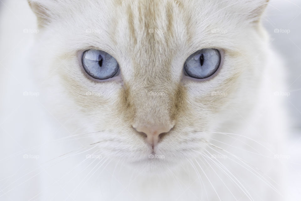 Closeup on white cat with beautiful blue eyes 