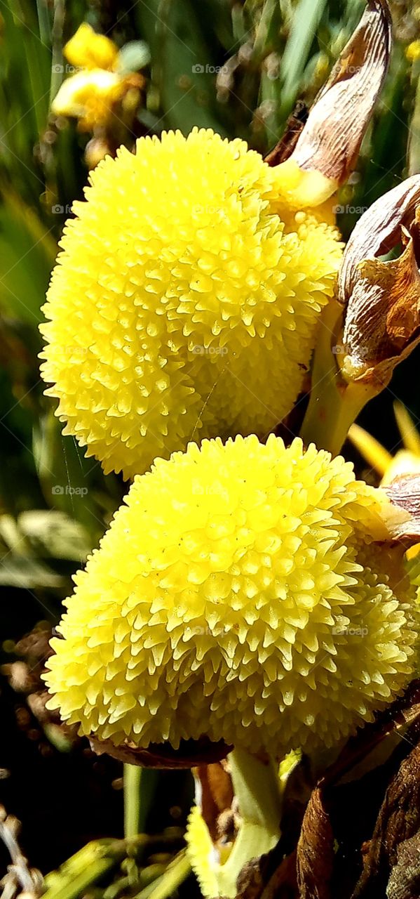 Canna indica