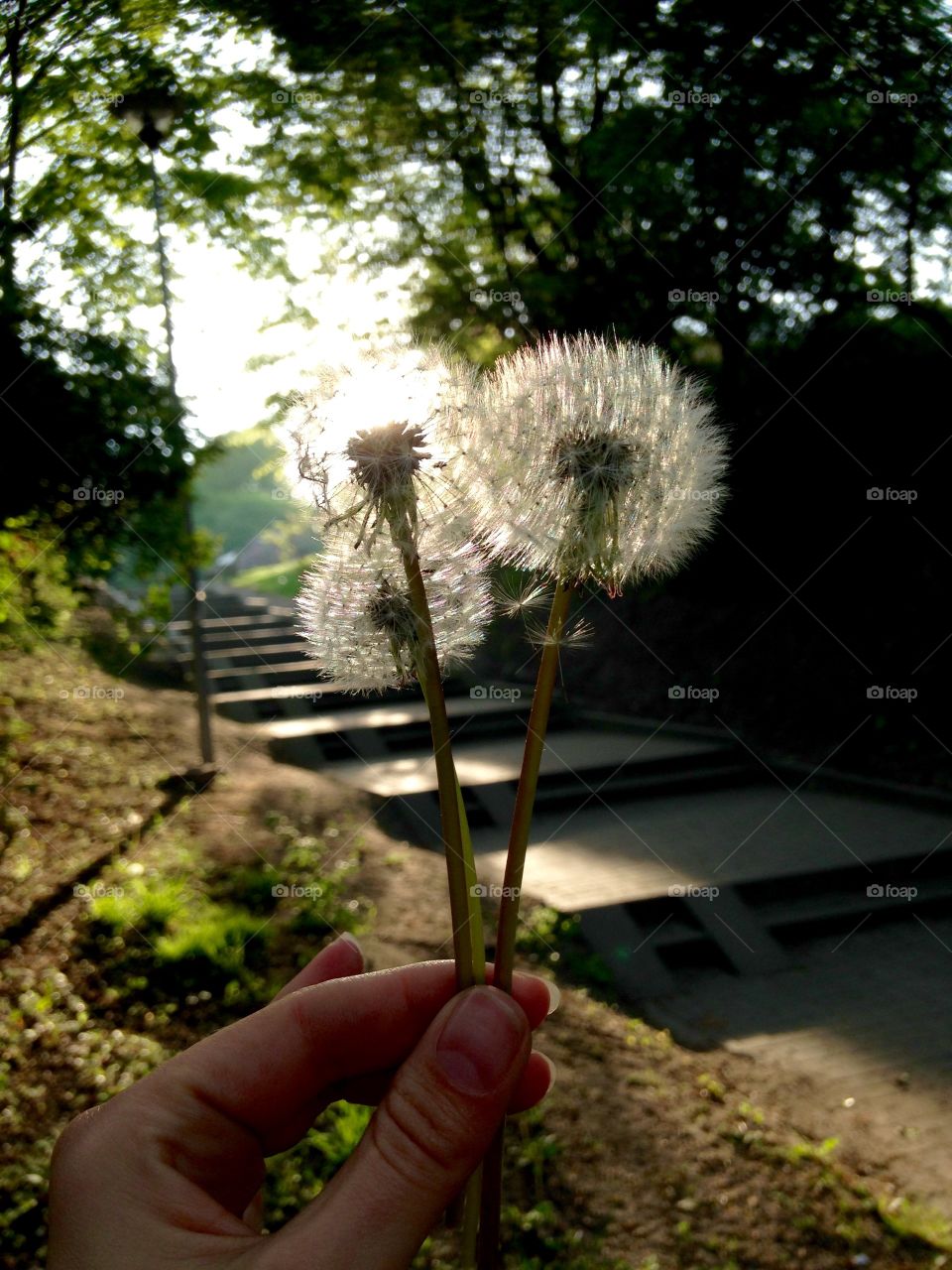 Lovely flowers in the hand 