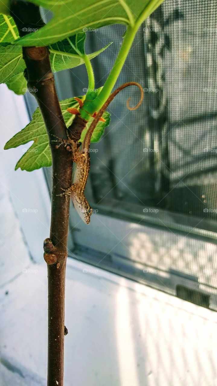Baby Lizard On A Fig Tree
