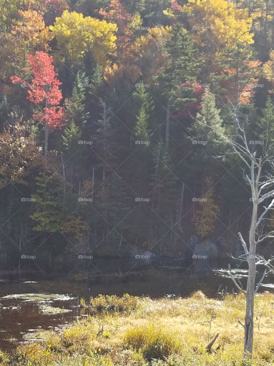 View of a flowing stream and autumn trees