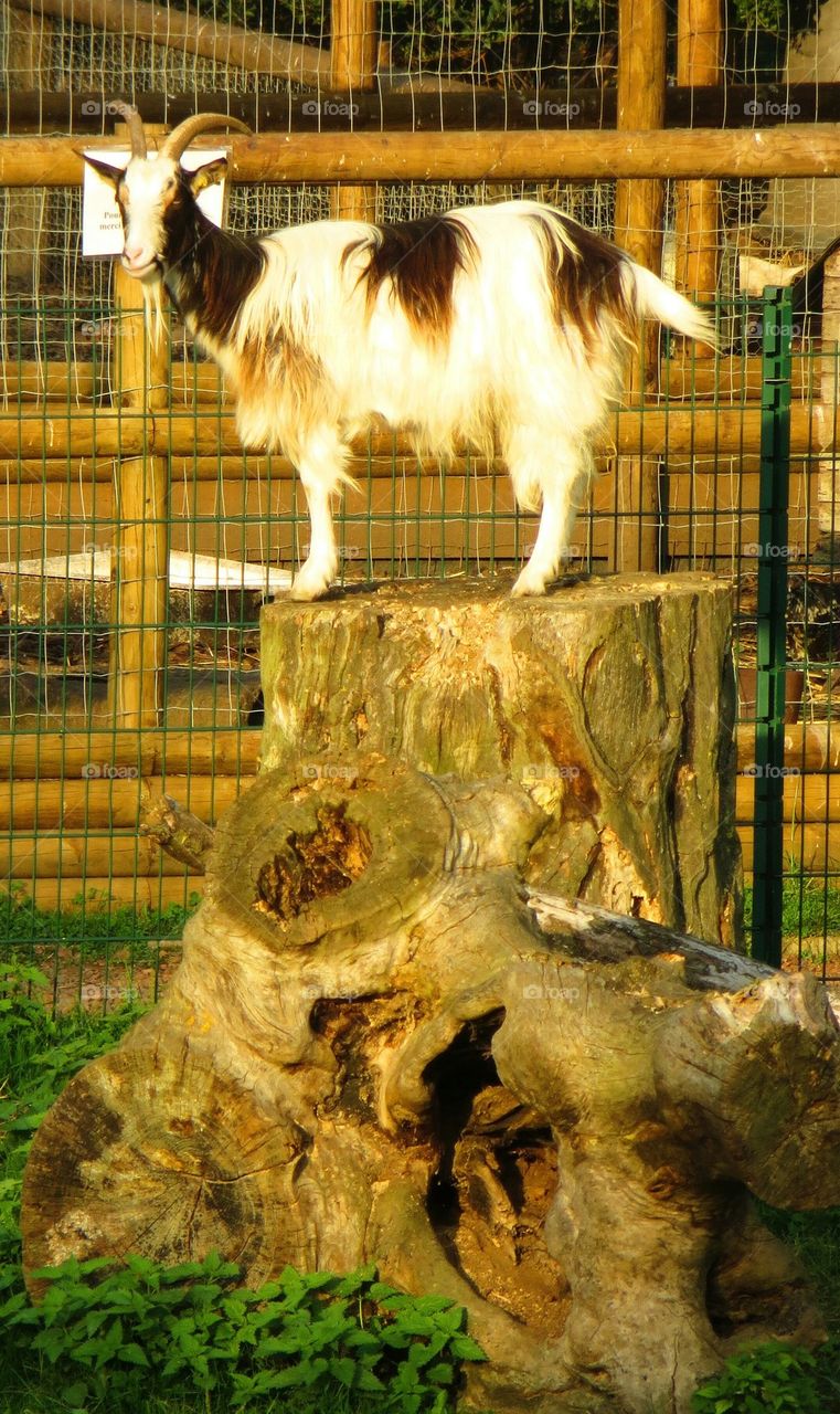 goat on stump