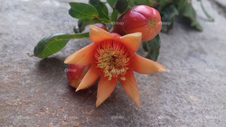It Is A Pomegranate Flower I Was Like It
