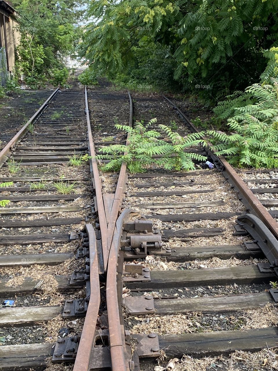I apparently have a thing for abandoned railroad tracks 