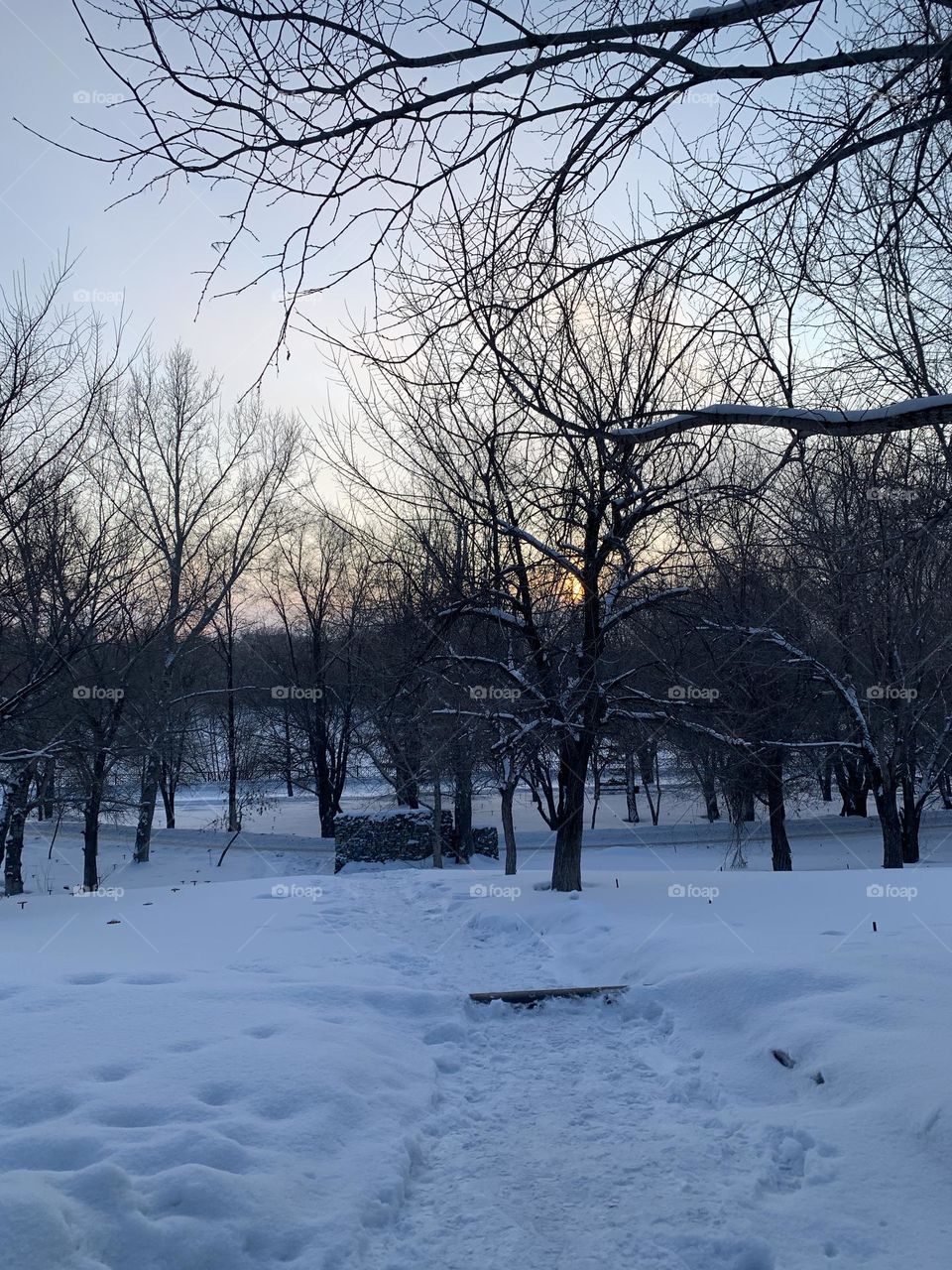 Trees Jungle in the Snow 