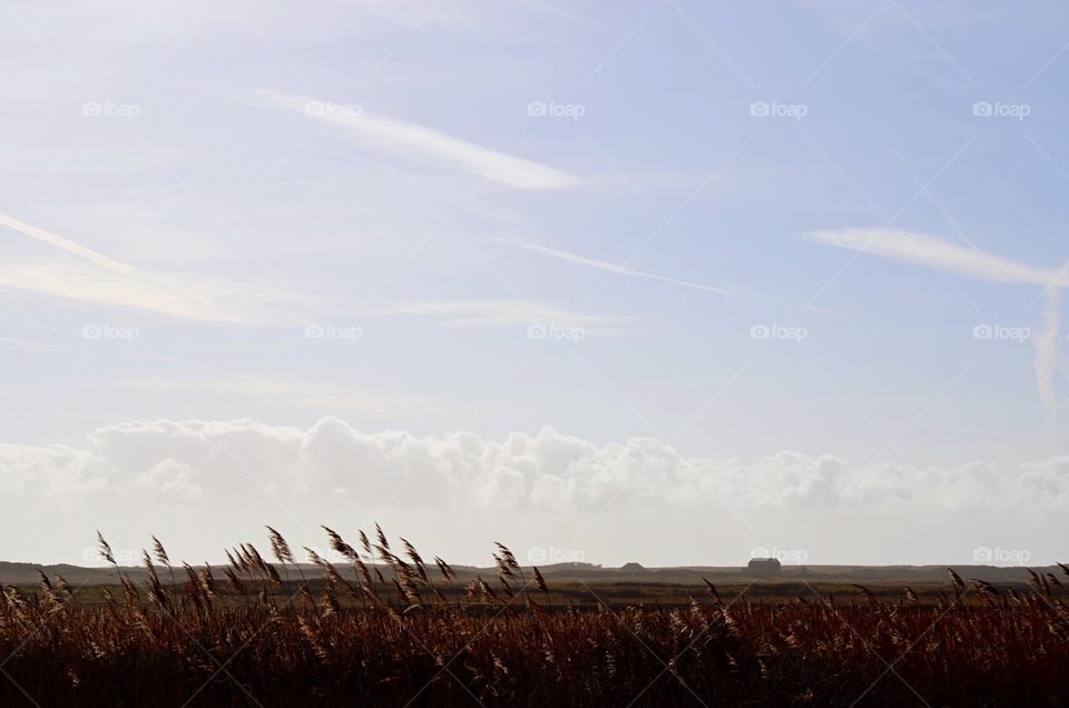 Field under wide sky