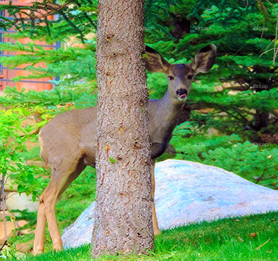 Deer