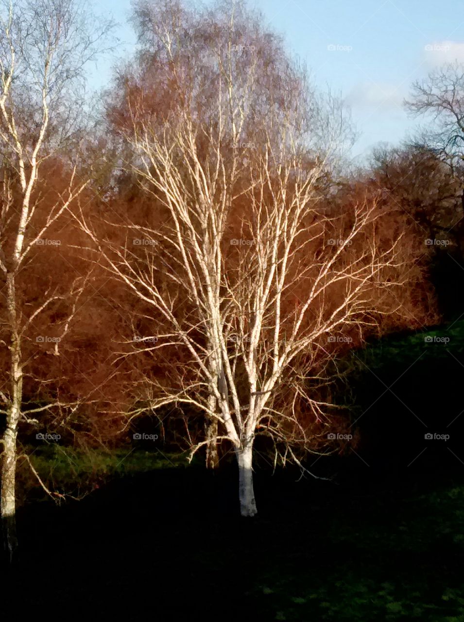 beautiful silver birch