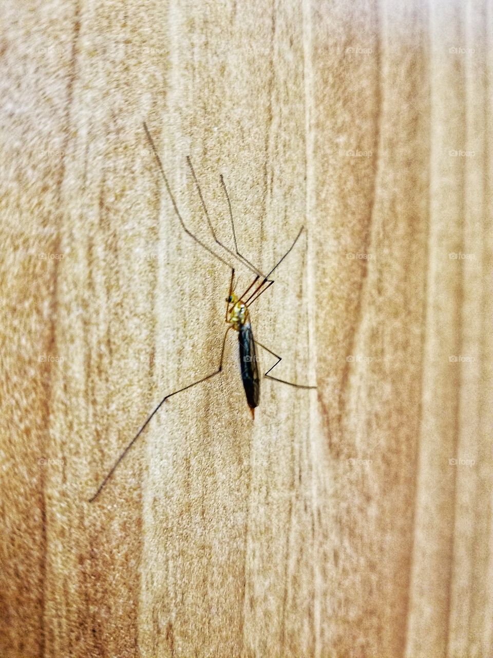 Mosquito on the Wall