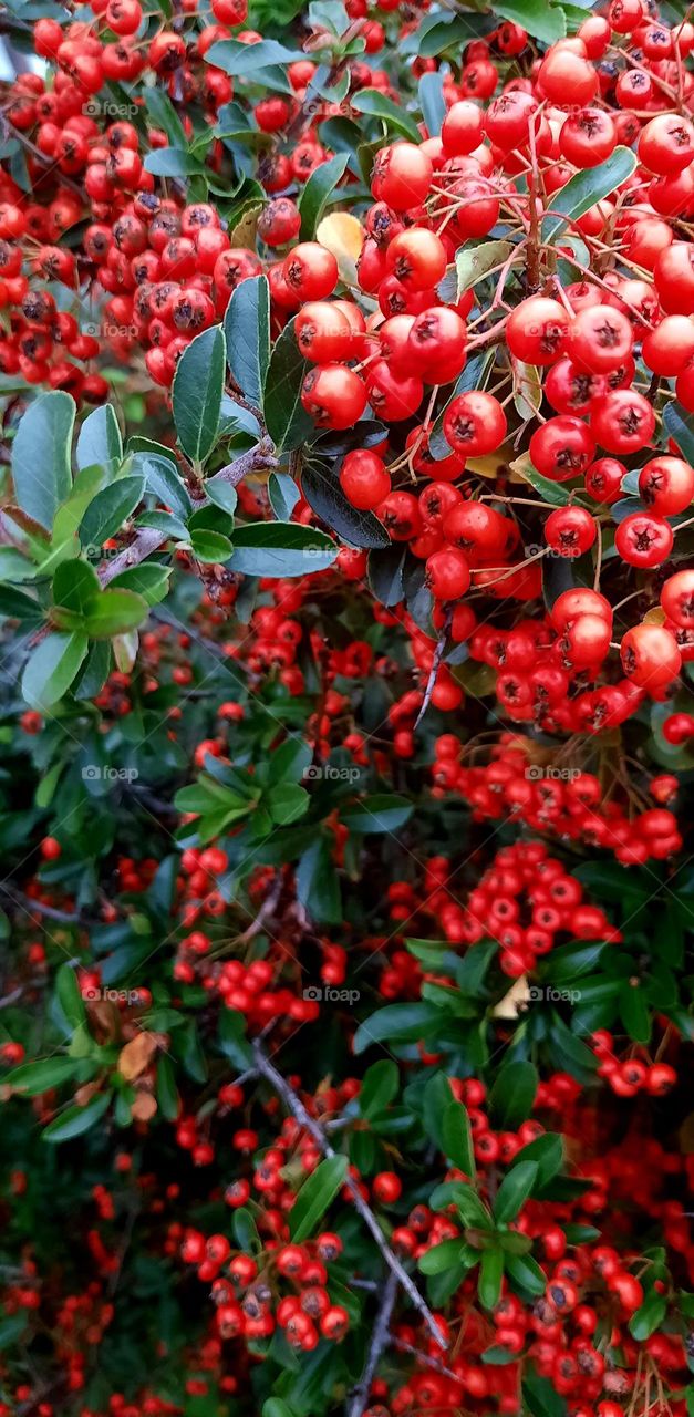 red rowan