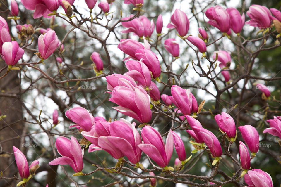 Magnolia flowers.