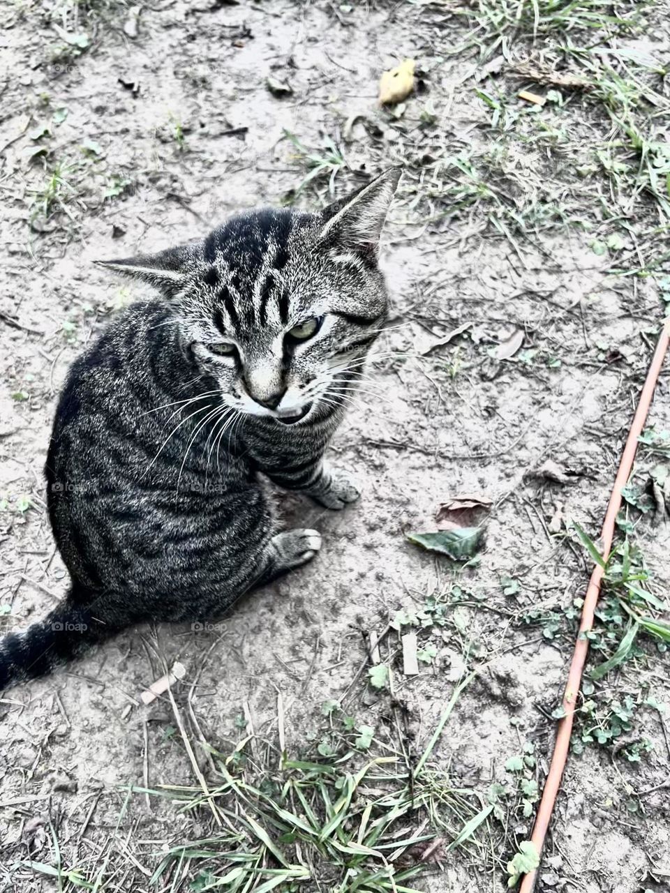 Cats and the emotions they share with us 