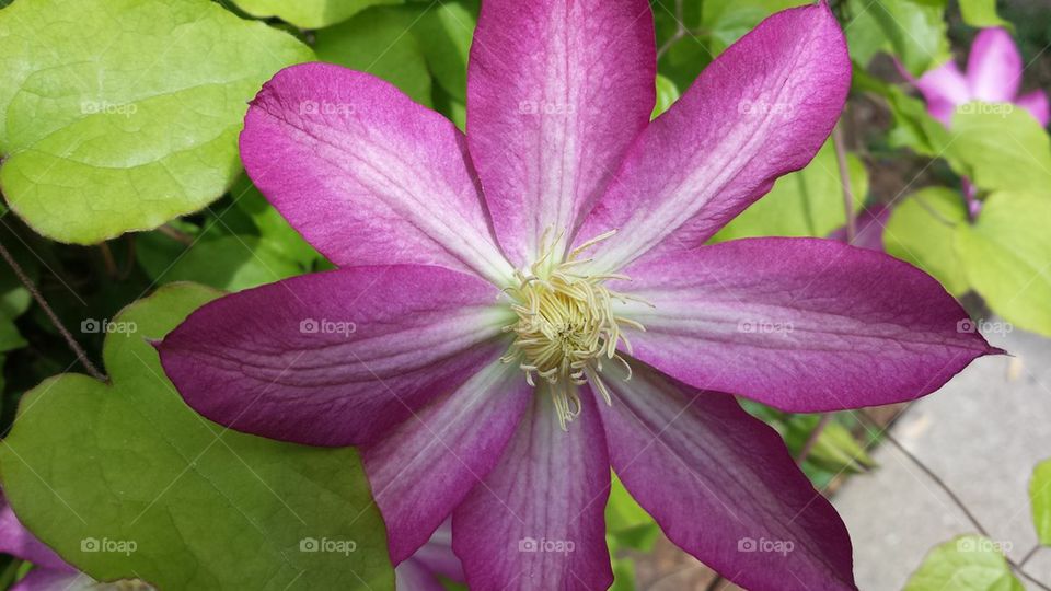 clematis beauty