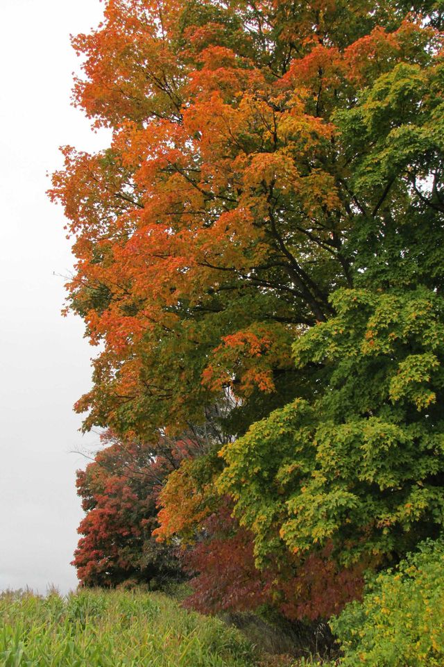Scenic view of autumn trees