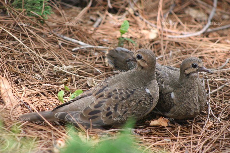 Turtledoves