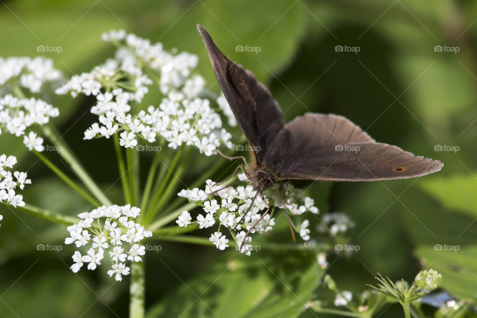Butterfly with open wings on white flower 