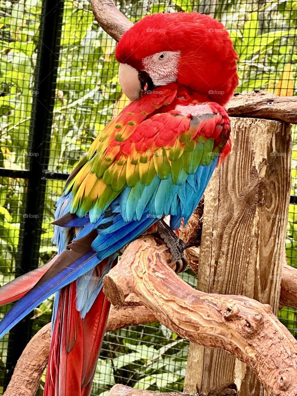 Color Explosion - Multicolored Parrot - boldly expressing myself through color since color is all around us in many different forms. Vibrant and varied mix of vibrant colors.