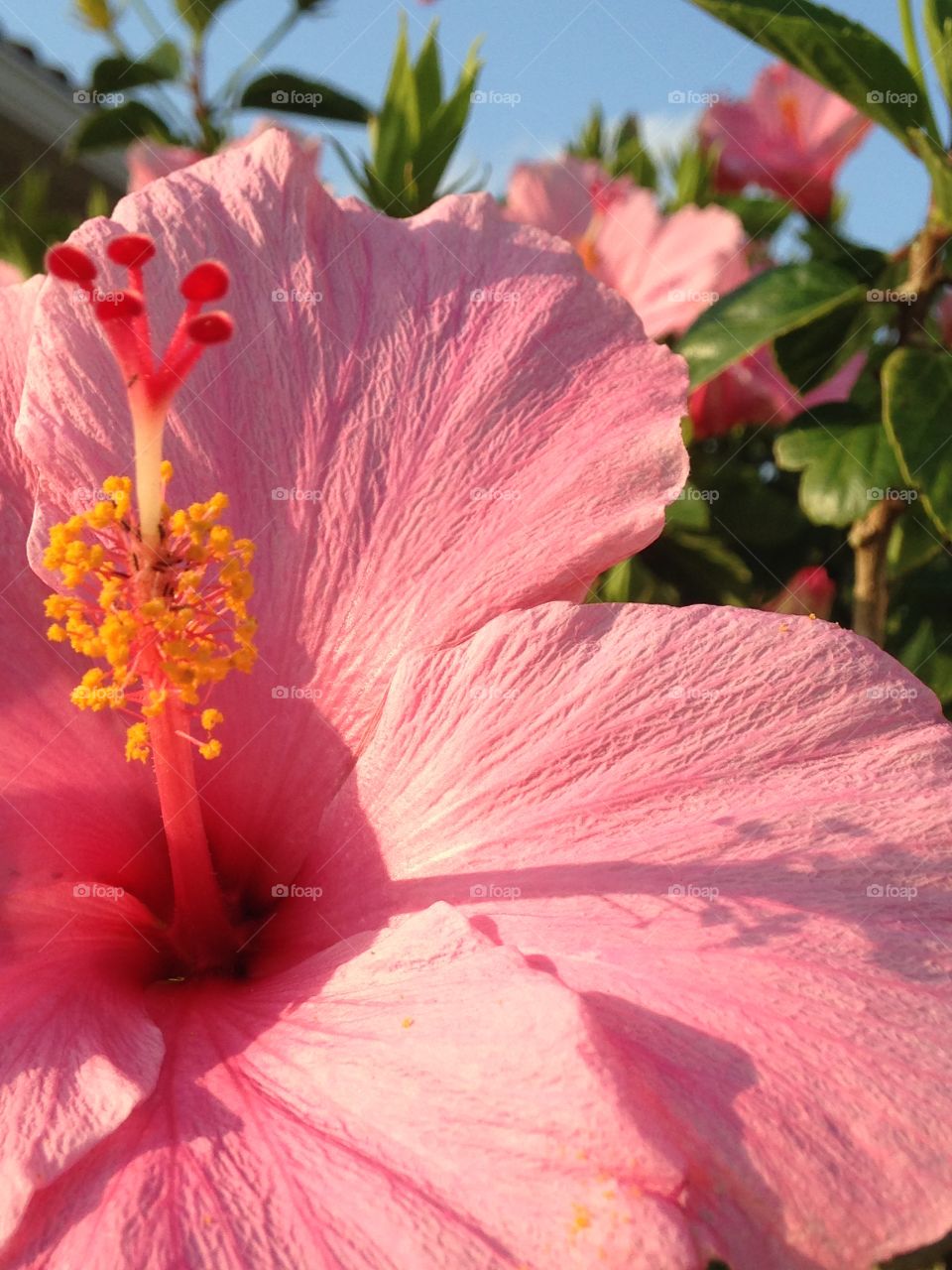 Pink hibiscus 