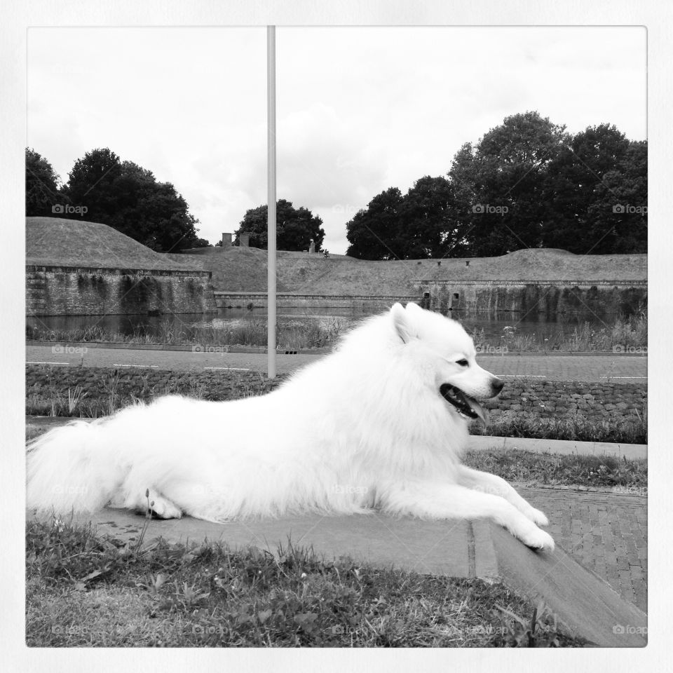 American Eskimo beautiful smiling dog. Traveling the world with his family and loving it!