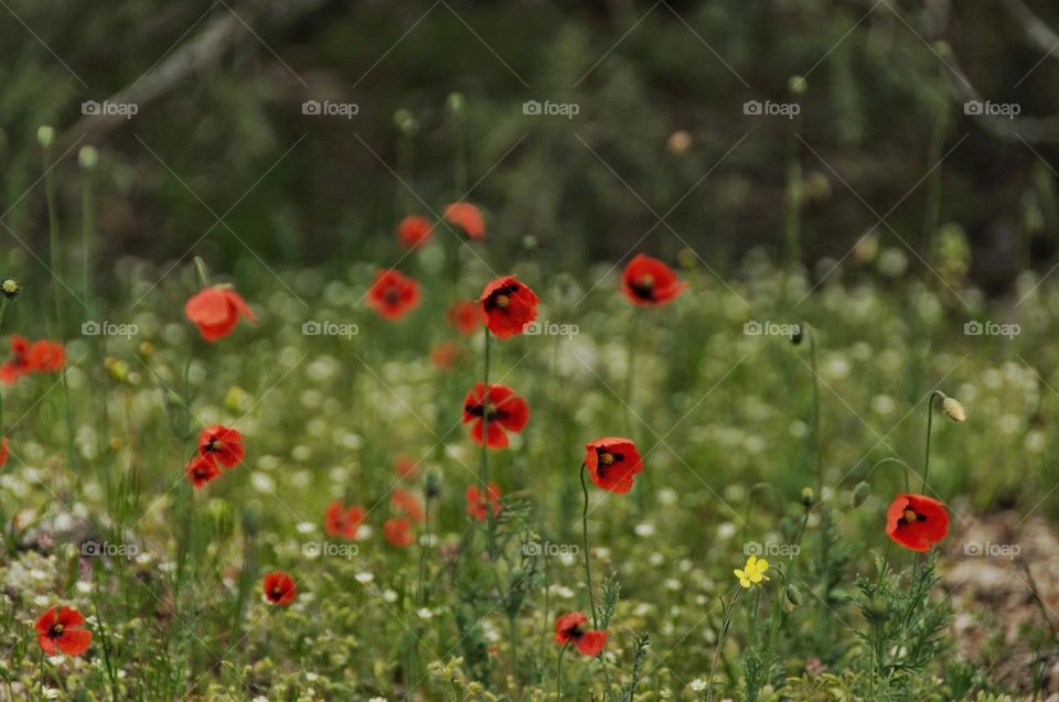 Poppy field. Red poppies. Natural background. Flowers. Spring background